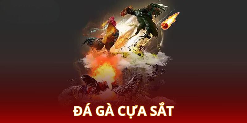 Đá gà cựa sắt là thể loại có lượng người tham gia nhiều nhất