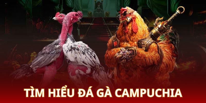 Đôi nét giới thiệu hình thức đá gà Campuchia đặc sắc